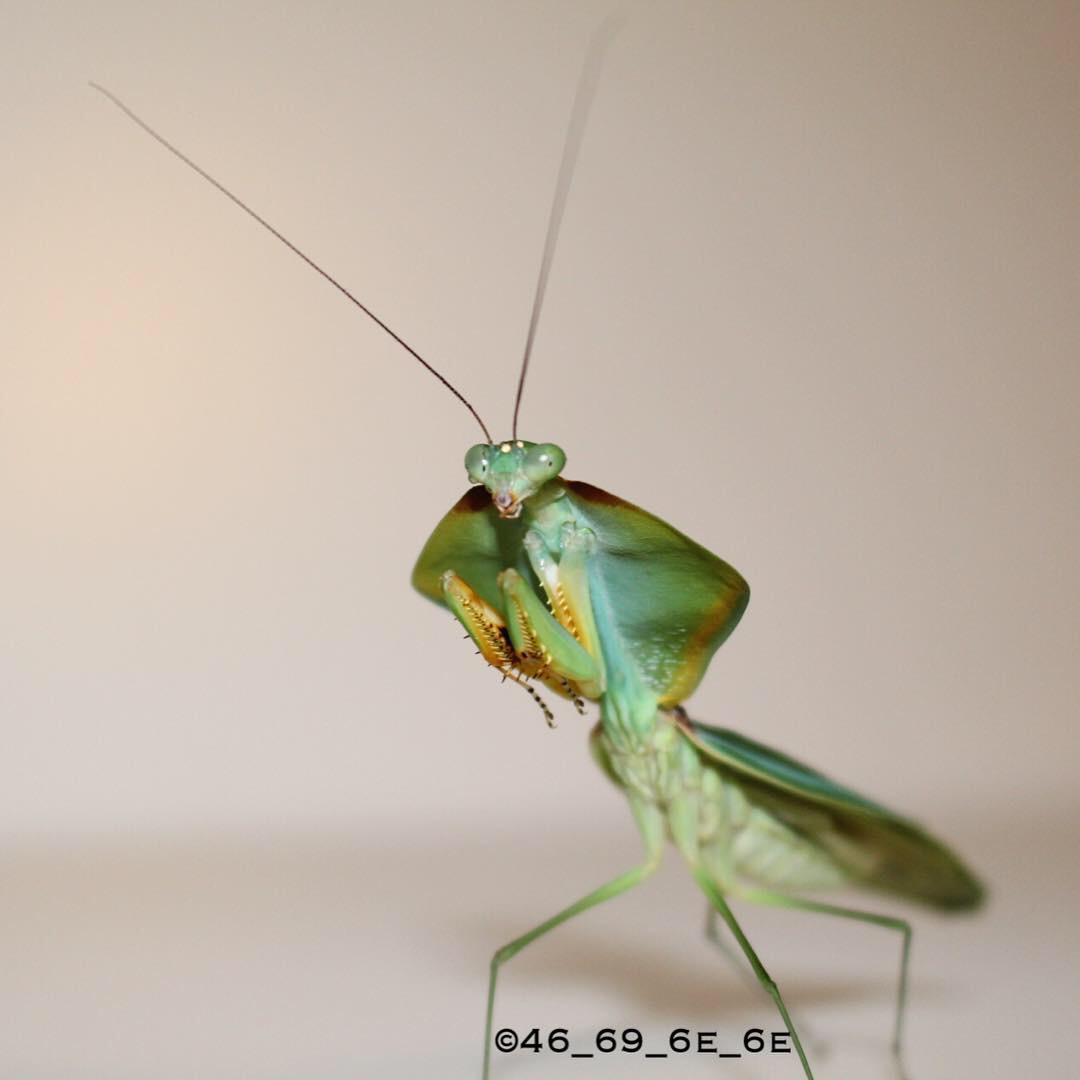 Adultes Choeradodis rhomboidea Männchen