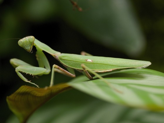 Hierodula patellifera