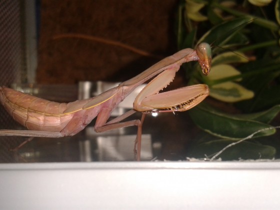 Hierodula spec. "Kalimantan"