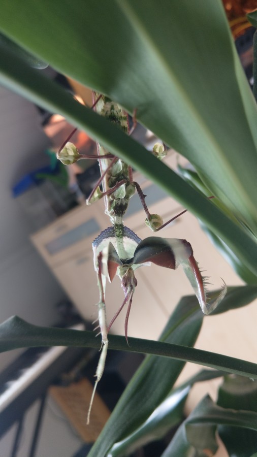 Idolomantis Diabolica Drohstellung