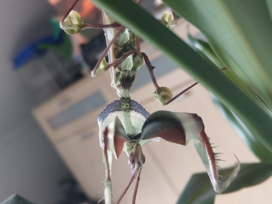 Idolomantis Diabolica Drohstellung