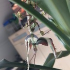 Idolomantis Diabolica Drohstellung