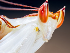 Hymenopus Coronatus Männchen Portrait