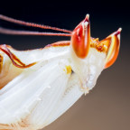 Hymenopus Coronatus Männchen Portrait