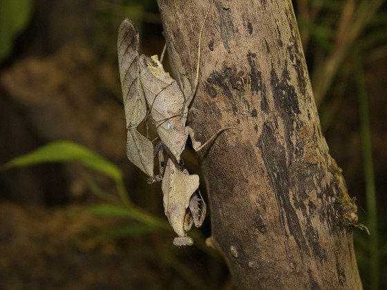 Deroplatys lobata