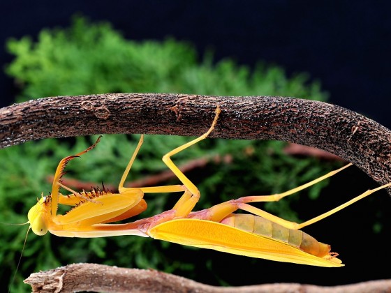 Hierodula cf.vitrea