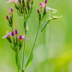 Mantis religiosa