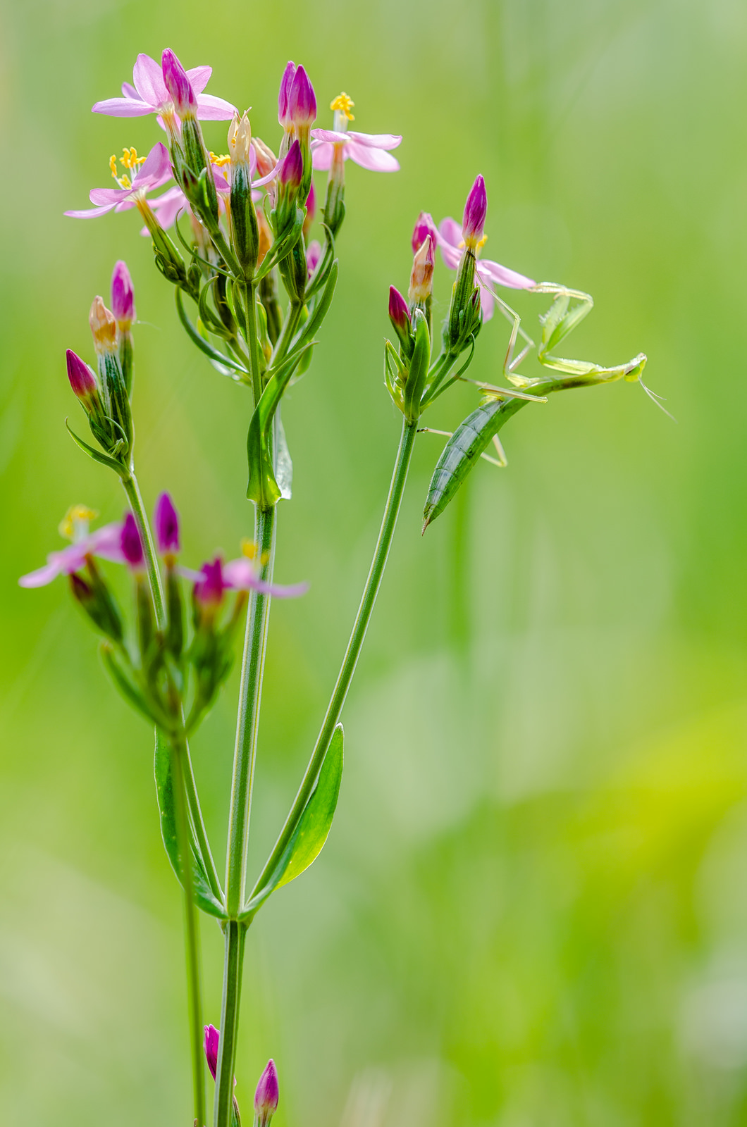 Mantis religiosa