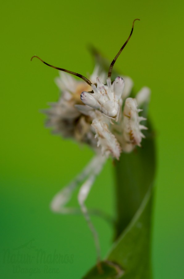 Pseudocreobotra wahlbergii 1.0, subadult