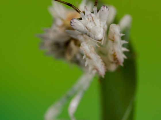 Pseudocreobotra wahlbergii 1.0, subadult