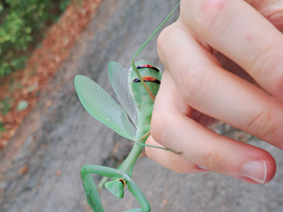 Hierodula membeanacea Drohhaltung