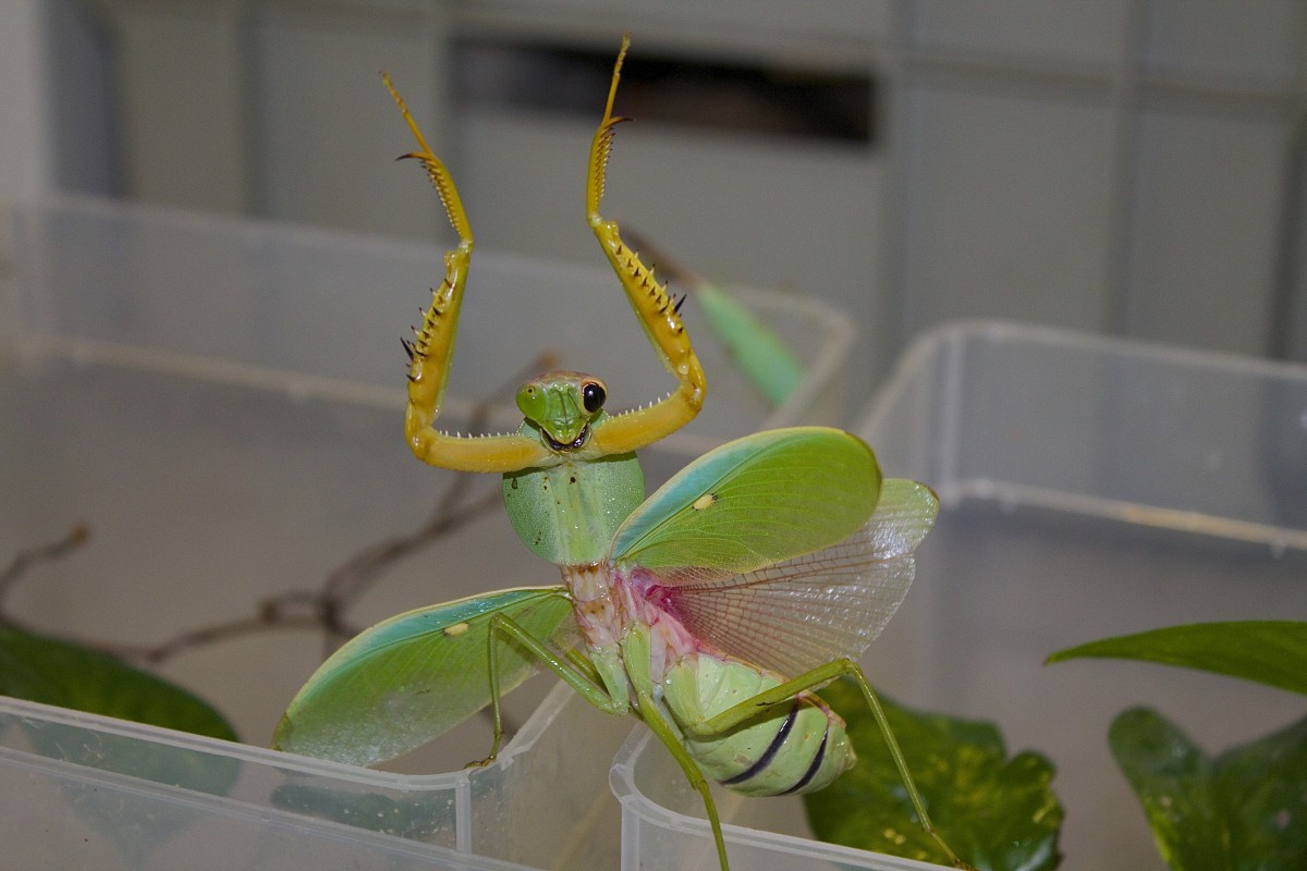 Rhombodera sp. "Ostthailand"