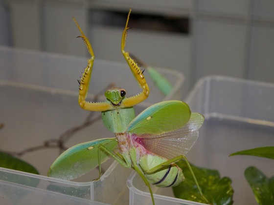 Rhombodera sp. "Ostthailand"