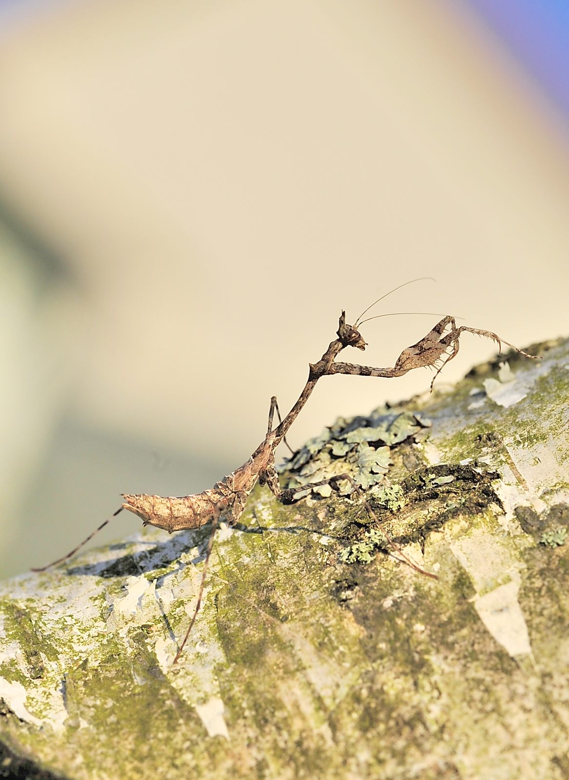 Sibylla dolosa