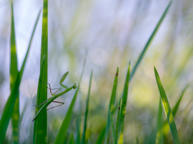 Mantis religiosa, Nymphe L2