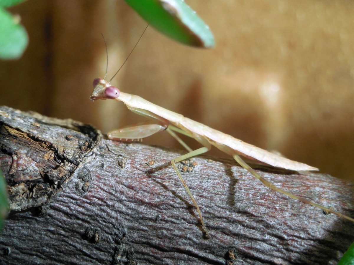 Polyspilota cf. aeruginosa