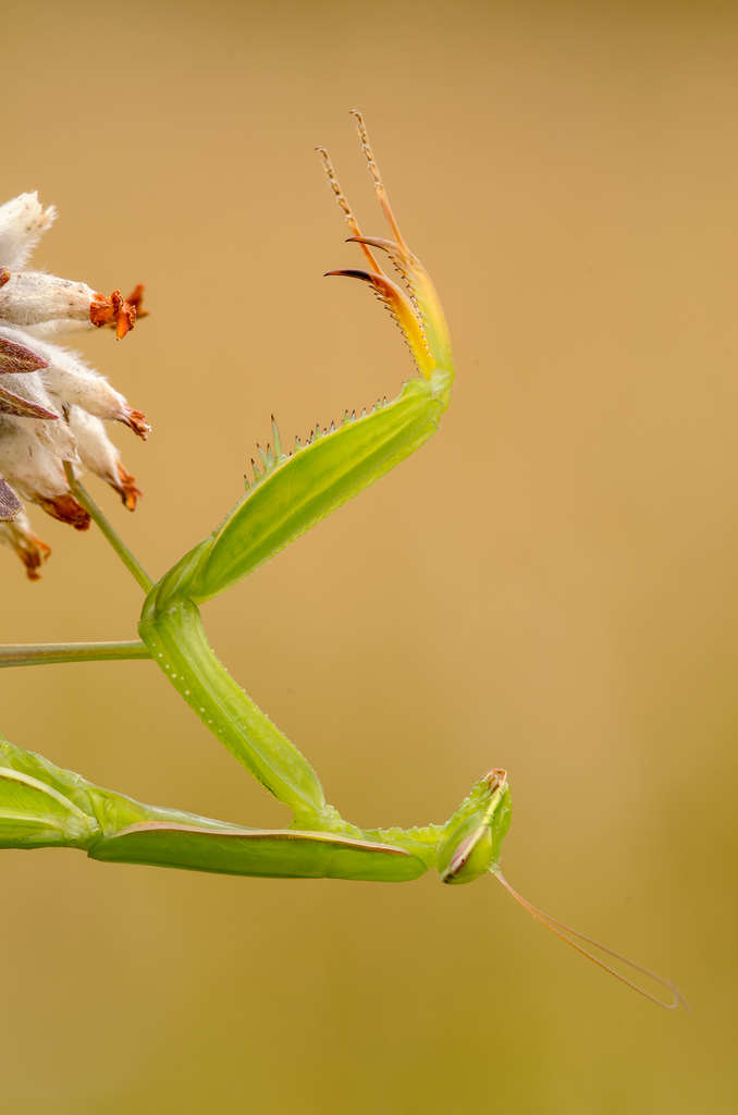 Mantis religiosa,0.1,adult