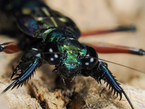 Metallyticus splendidus Weibchen subadult