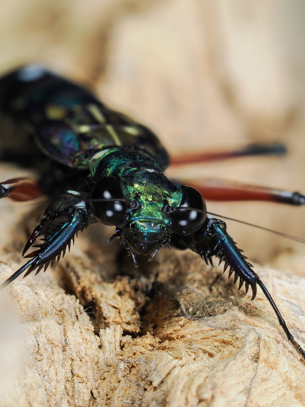 Metallyticus splendidus Weibchen subadult