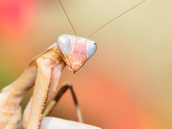 Sphodromantis viridis