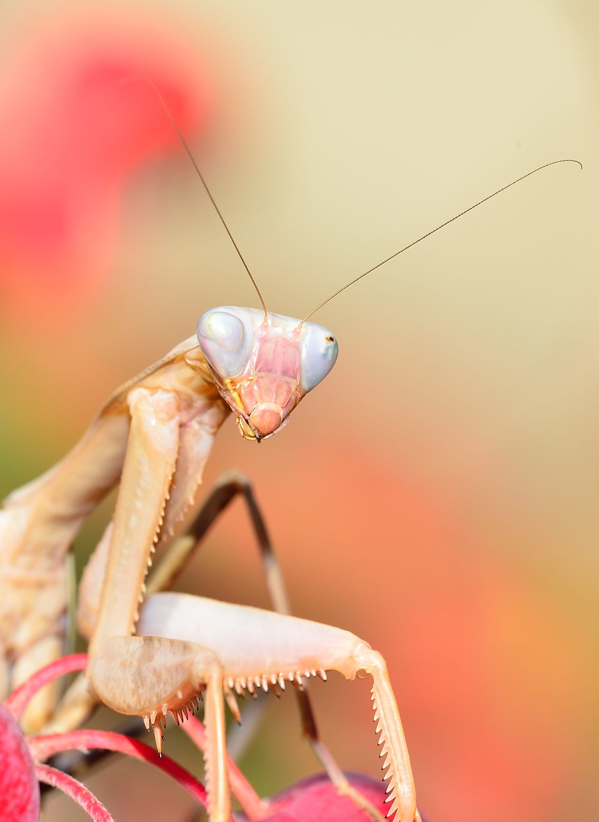 Sphodromantis viridis