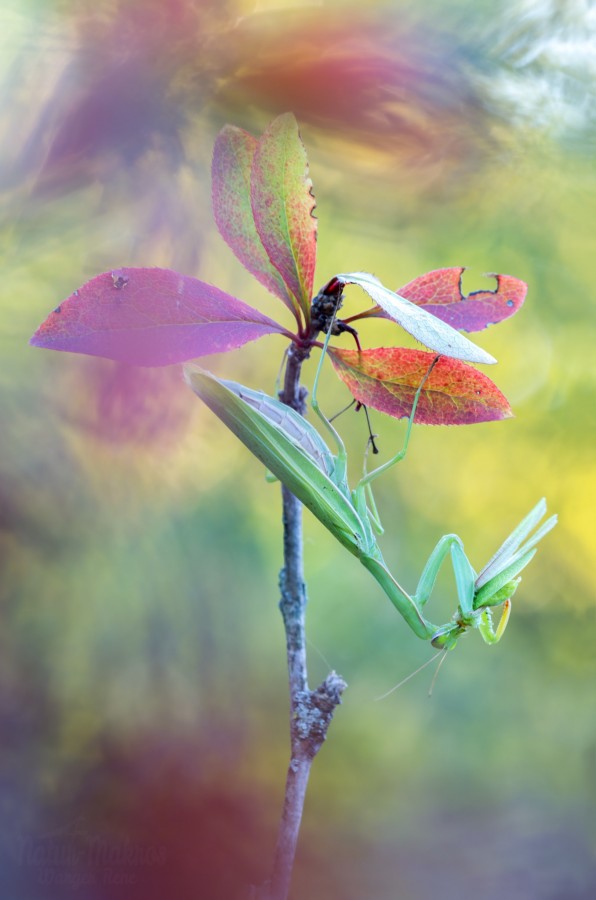 Mantis religiosa