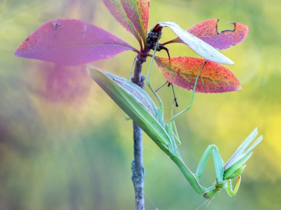 Mantis religiosa