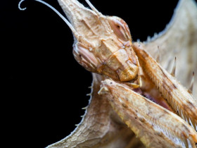 Idolomantis Diabolica Weibchen prä-subadult - Porträt