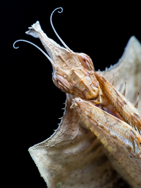 Idolomantis Diabolica Weibchen prä-subadult - Porträt