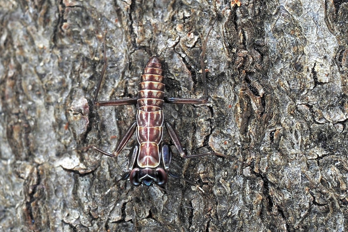 Metallyticus splendidus