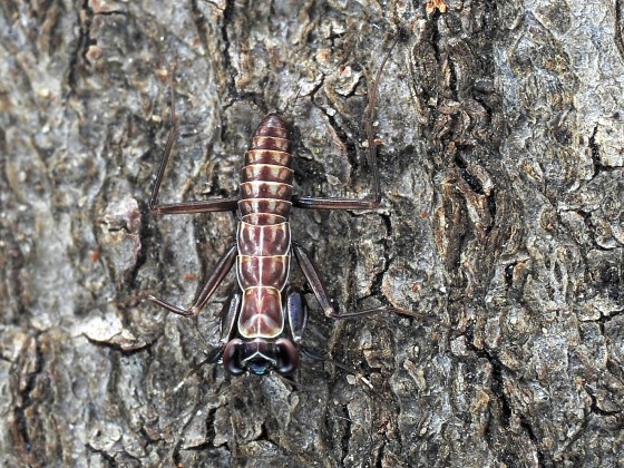 Metallyticus splendidus