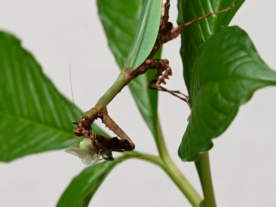 Psychomantis malayensis (IGM-360)