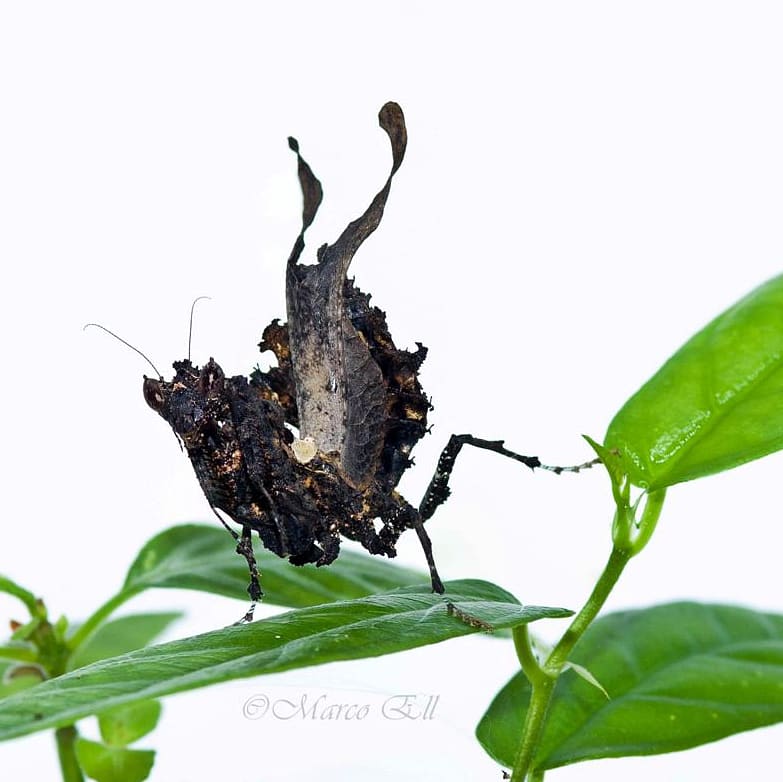 Pseudacanthos sp. 0.1 adult