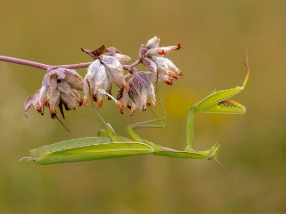 Mantis religiosa, 0.1 adult