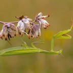 Mantis religiosa, 0.1 adult