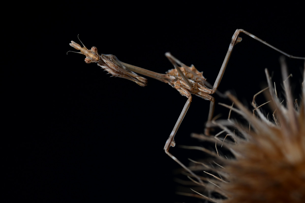 Empusa fasciata