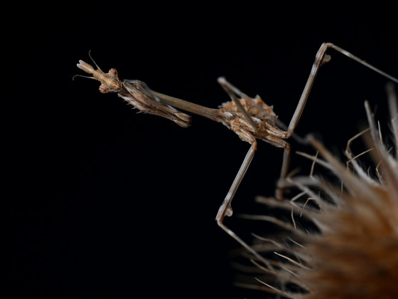 Empusa fasciata