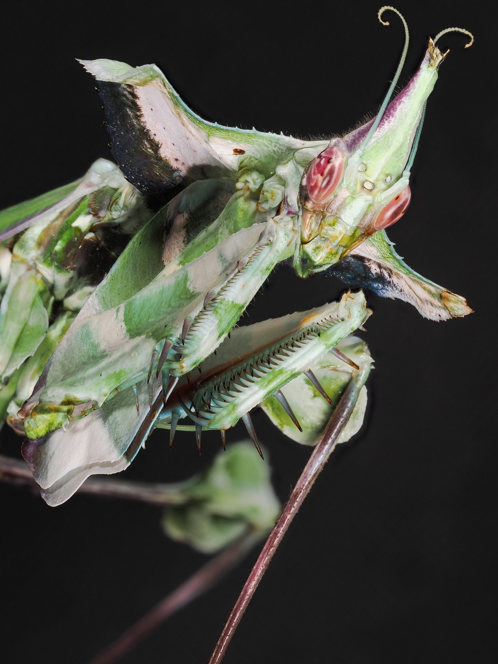 Idolomantis diabolica Weibchen adult