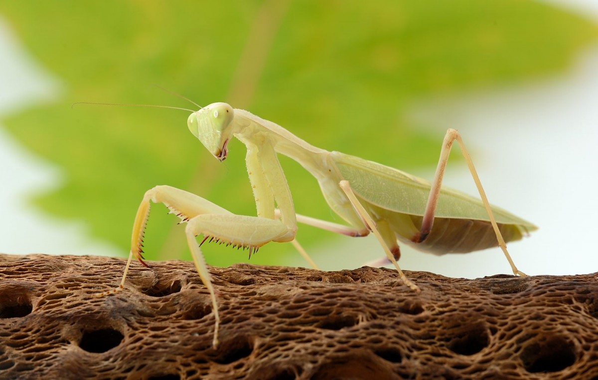 Sphodromantis lineola