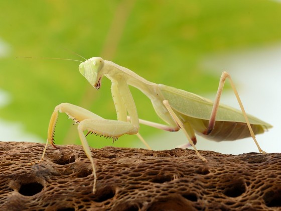 Sphodromantis lineola