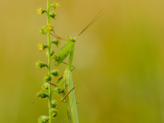 Mantis religiosa, 1.0 adult