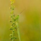 Mantis religiosa, 1.0 adult