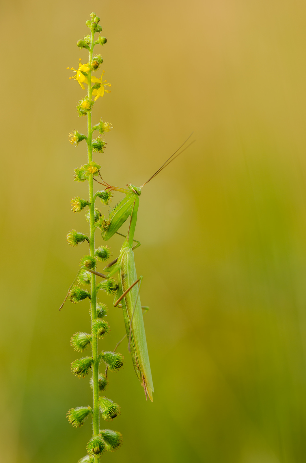 Mantis religiosa, 1.0 adult