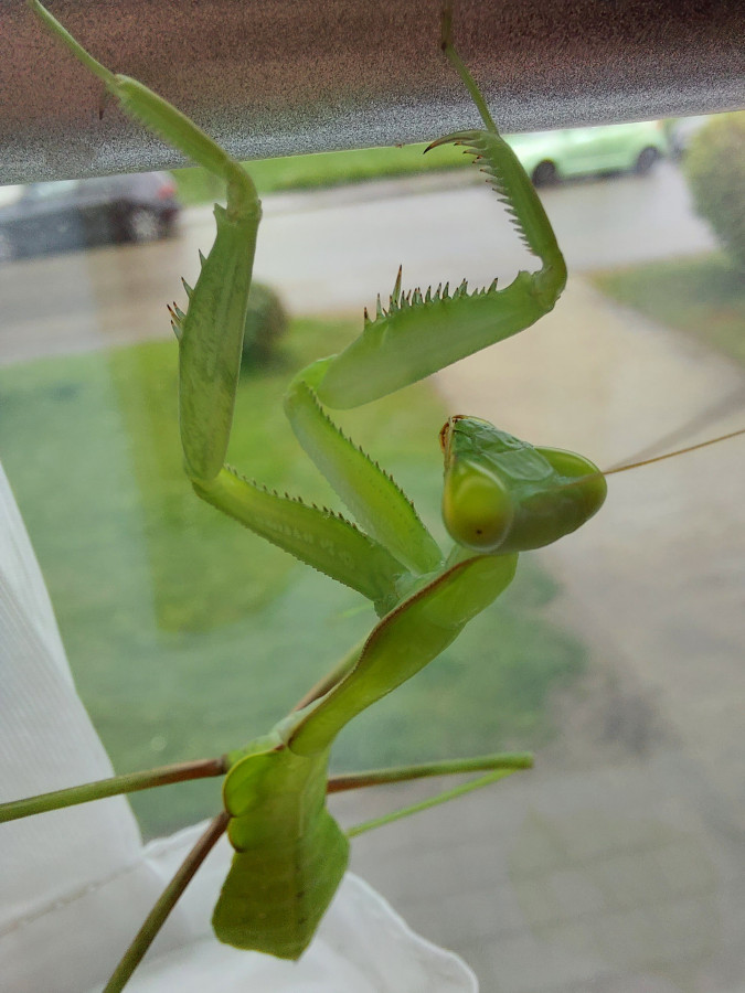 Hierodula membranacea subadult mein Mädchen