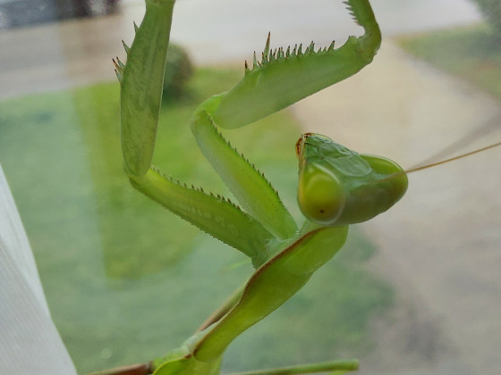 Hierodula membranacea subadult mein Mädchen