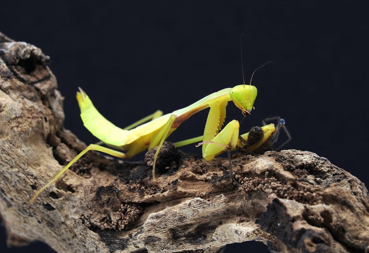 Hierodula spec. Sumatra