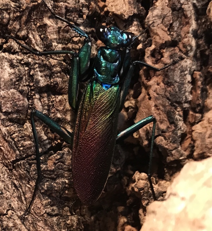 Metallyticus splendidus