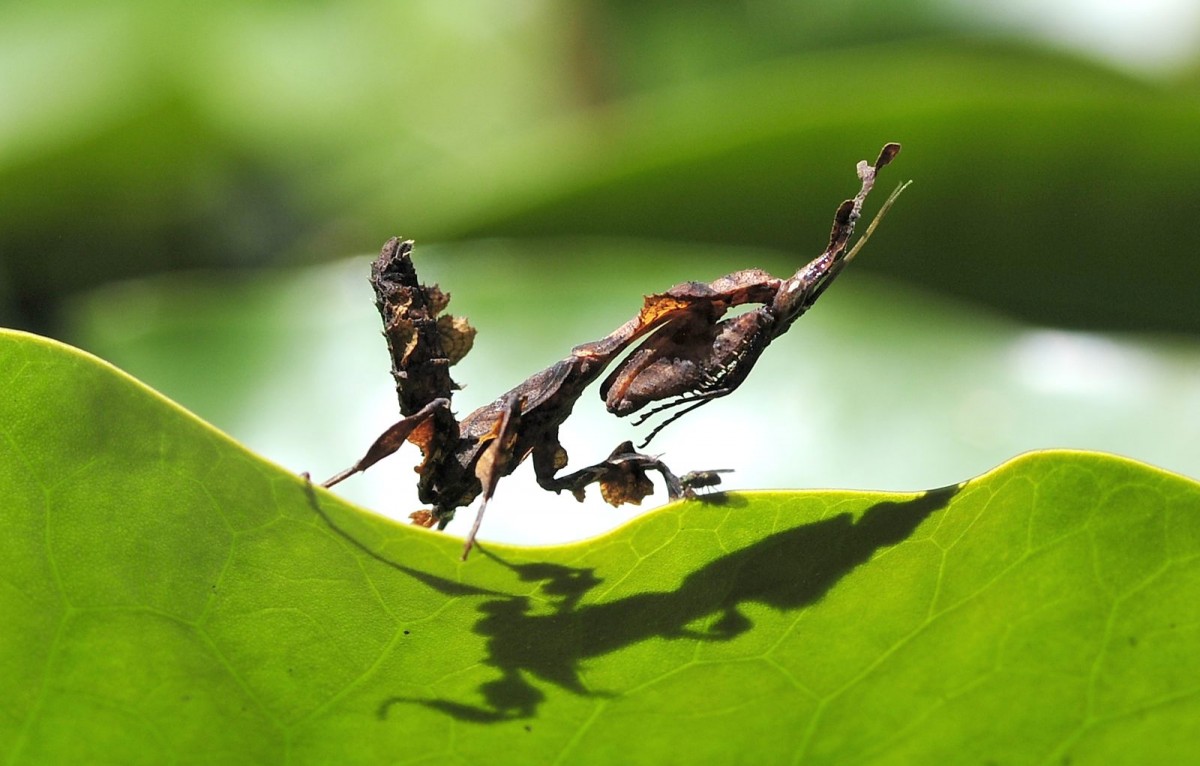 Phyllocrania paradoxa