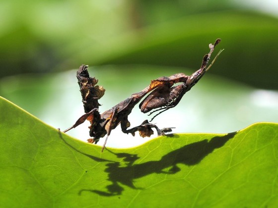 Phyllocrania paradoxa