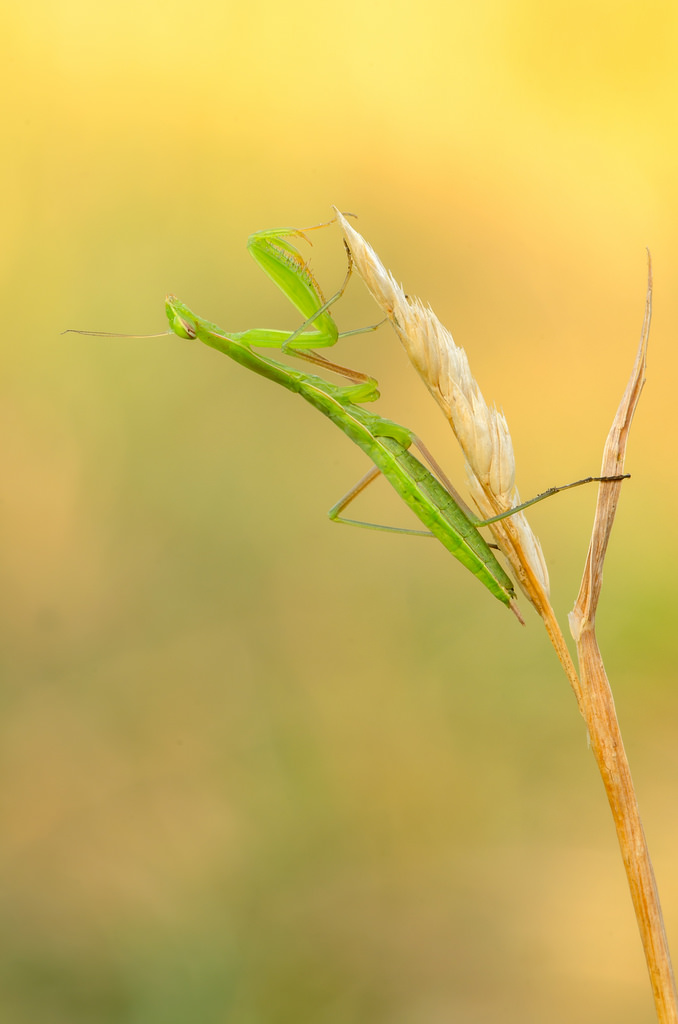 Mantis religiosa- Nymphe